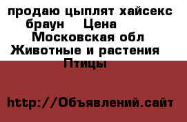 продаю цыплят хайсекс браун  › Цена ­ 200 - Московская обл. Животные и растения » Птицы   